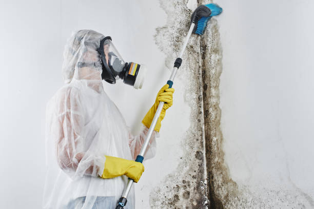 Best Toxic Mold Removal  in Dysart, IA