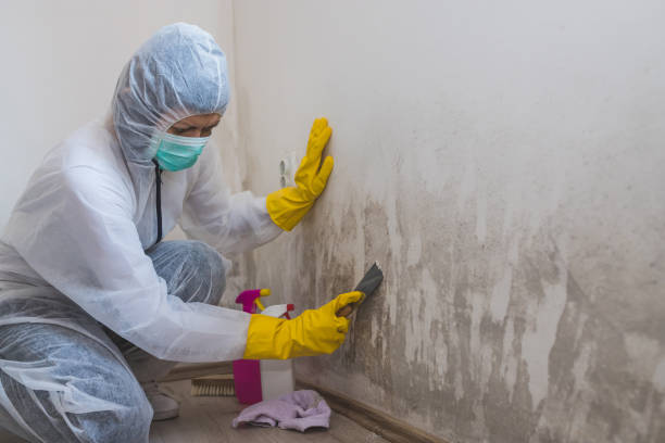 Best Mold Removal and Inspection  in Dysart, IA