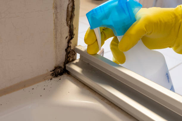 Best Home Mold Removal  in Dysart, IA