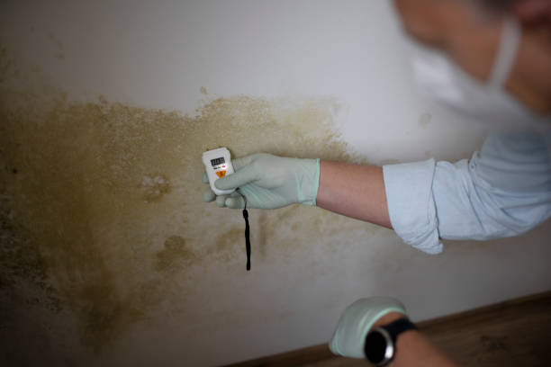 Best Office Mold Removal Services  in Dysart, IA