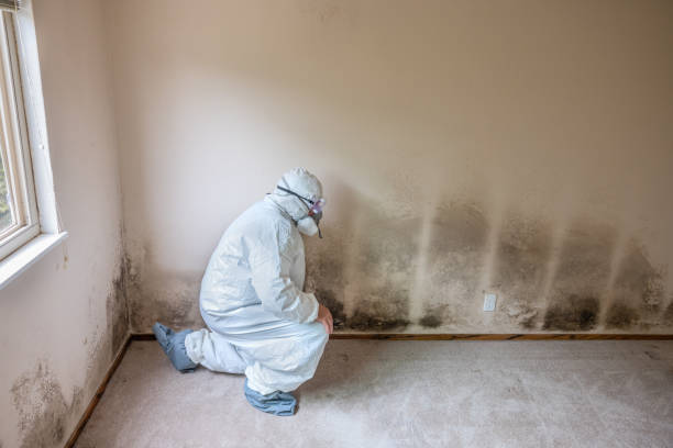 Best Mold Testing  in Dysart, IA