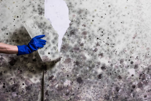Best Mold Testing  in Dysart, IA