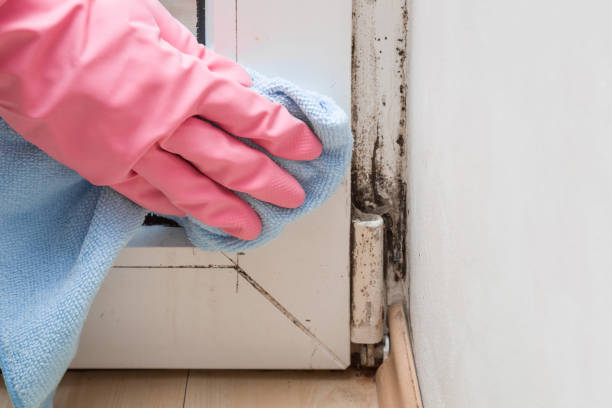 Best Mold Removal Specialists  in Dysart, IA