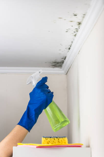 Office Mold Removal Services in Dysart, IA